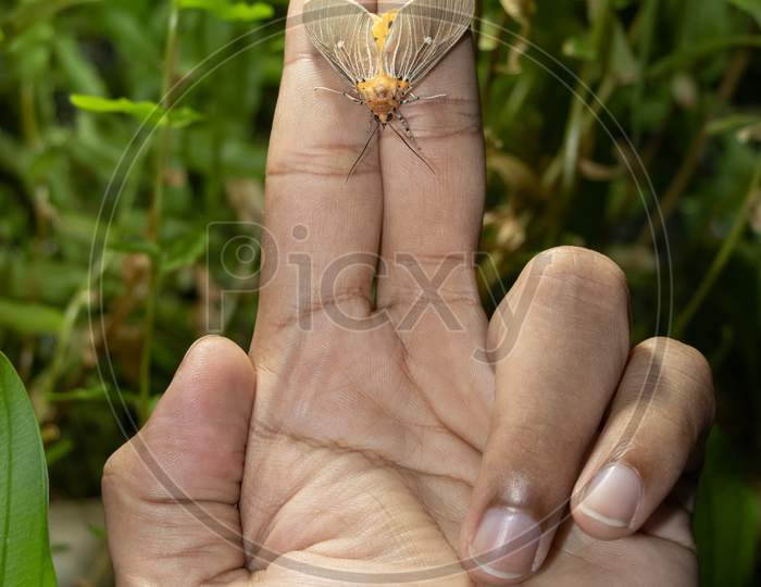 Asota Products Moth In Finger