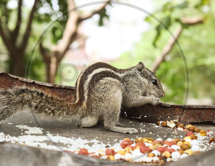 The Indian Palm Squirrel Having Food. Is A Species Of Rodent In The Family Sciuridae Found Naturally In India (South Of The Vindhyas) And Sri Lanka.