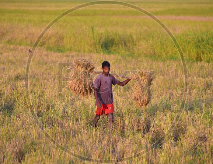farmer carries harvested paddy at a paddy field in  Nagaon District of Assam  on oct 30,2020.