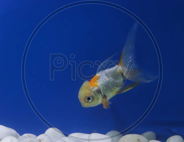 Red Cap Gold Fish In Blue Background