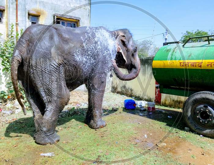 Elephant bath from tanker water