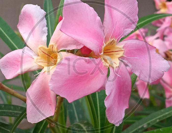 Pink Flower With Five Petals.Nerium Oleander.