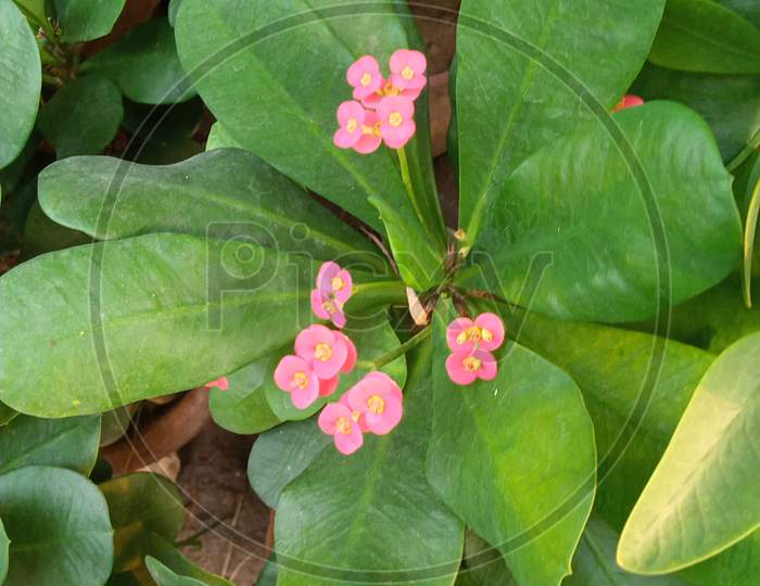 Large Green Leaves With Small Pink Flowers.