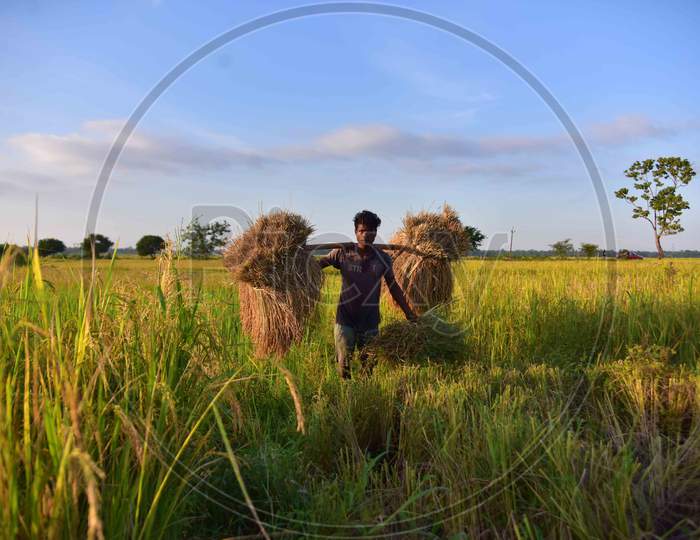farmer carries harvested paddy at a paddy field in  Nagaon District of Assam  on oct 30,2020.
