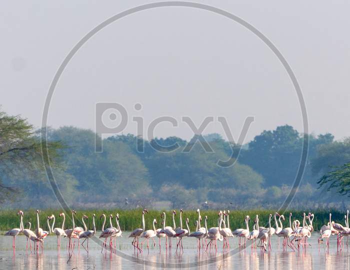 Flamingoes