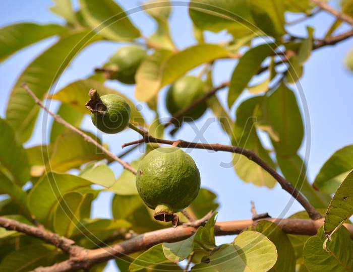 Guava fruit hanging on tree in the garden