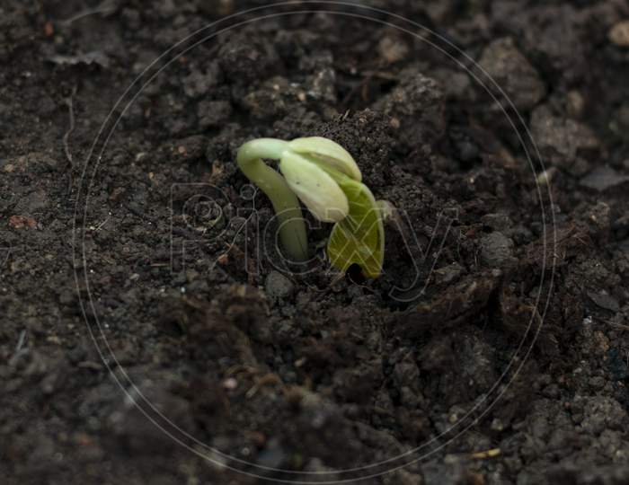 Young French Bean Plant Sprouting In Soil.
