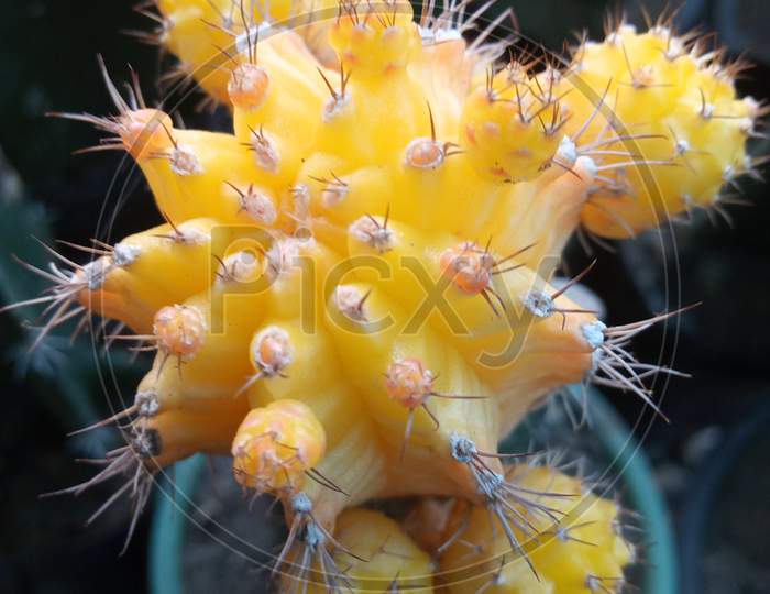Beautiful Yellow Cactus In The Pot.Gymnocalycium Mihanovichii Cactus.