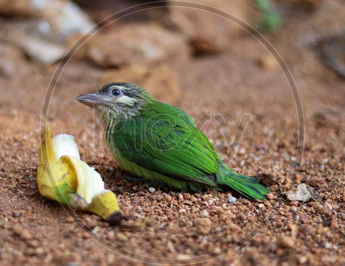 White Cheeked Barbet. The White-Cheeked Barbet Or Small Green Barbet Is A Species Of Barbet Found In Southern India.