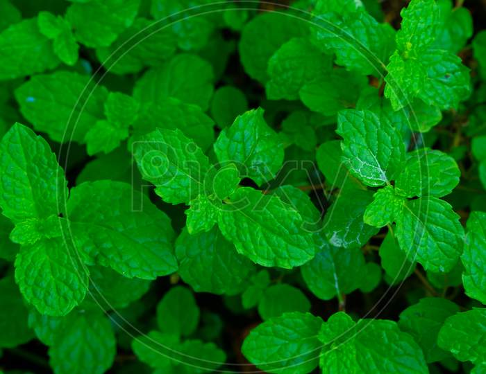 Fresh Mint Leaves Grown At Home