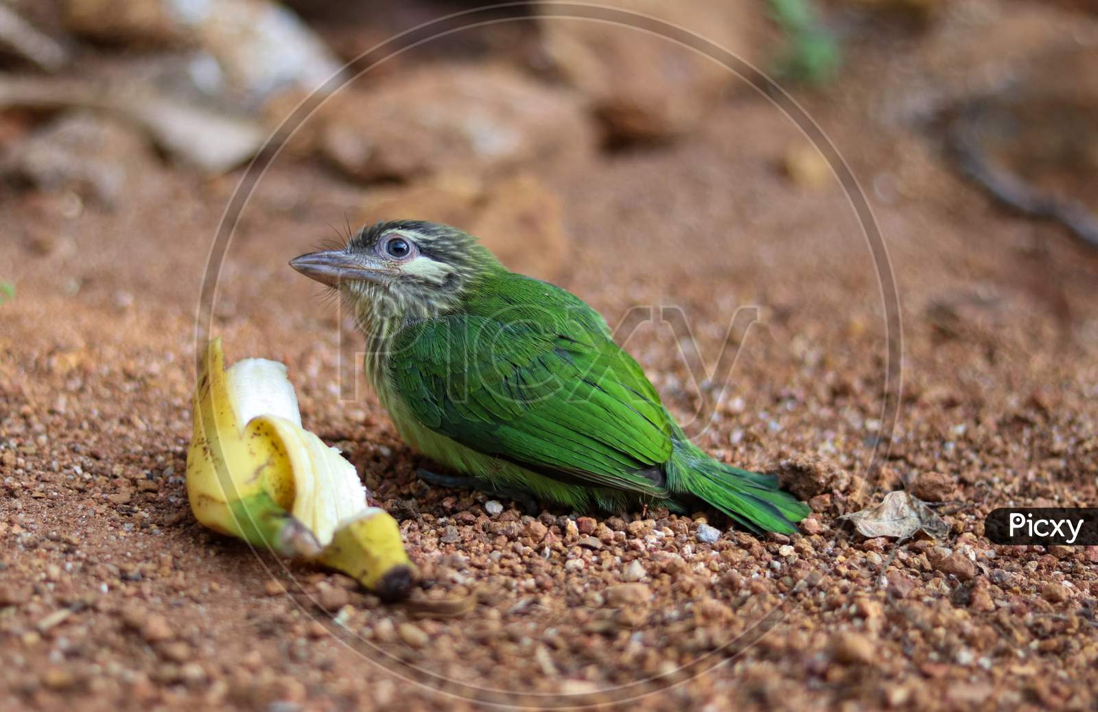 White Cheeked Barbet. The White-Cheeked Barbet Or Small Green Barbet Is A Species Of Barbet Found In Southern India.