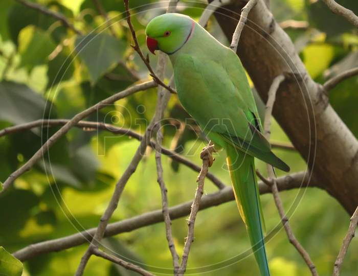Beautiful Colored Parrot Sitting on The Tree