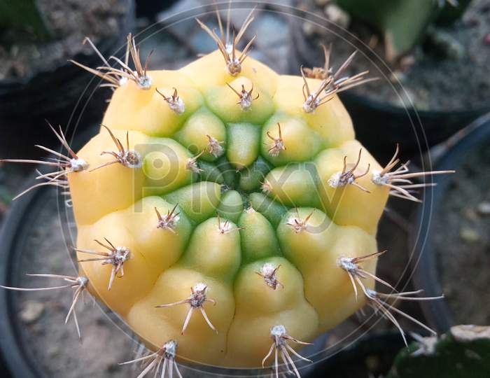 Yellow Cactus. Gymnocalycium Mihanovichii Cactus.