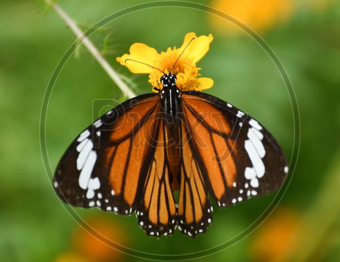 A  Butterfly seen collecting nectar from a flower in a Park near Koliabor in Nagaon District of Assam on Oct 31,202