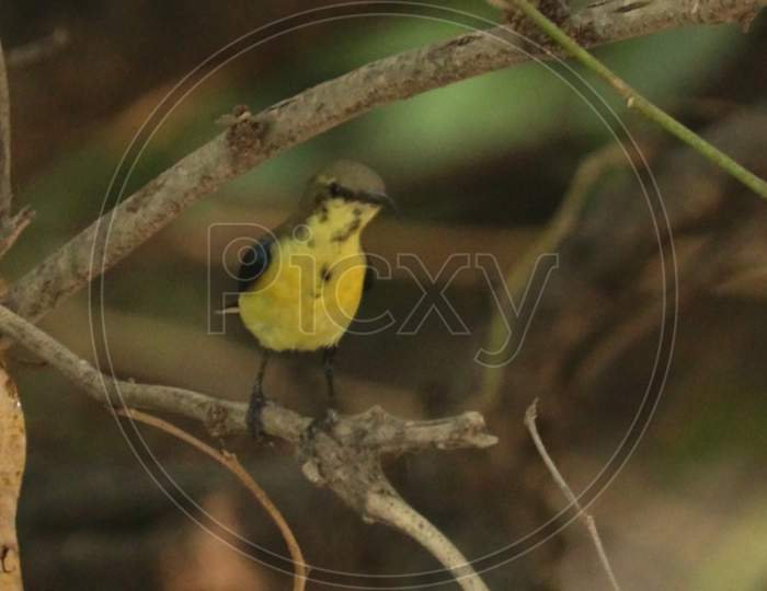 American Goldfinch on the tree