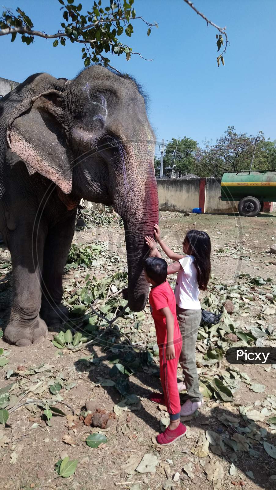 Children's enjoy with elephant