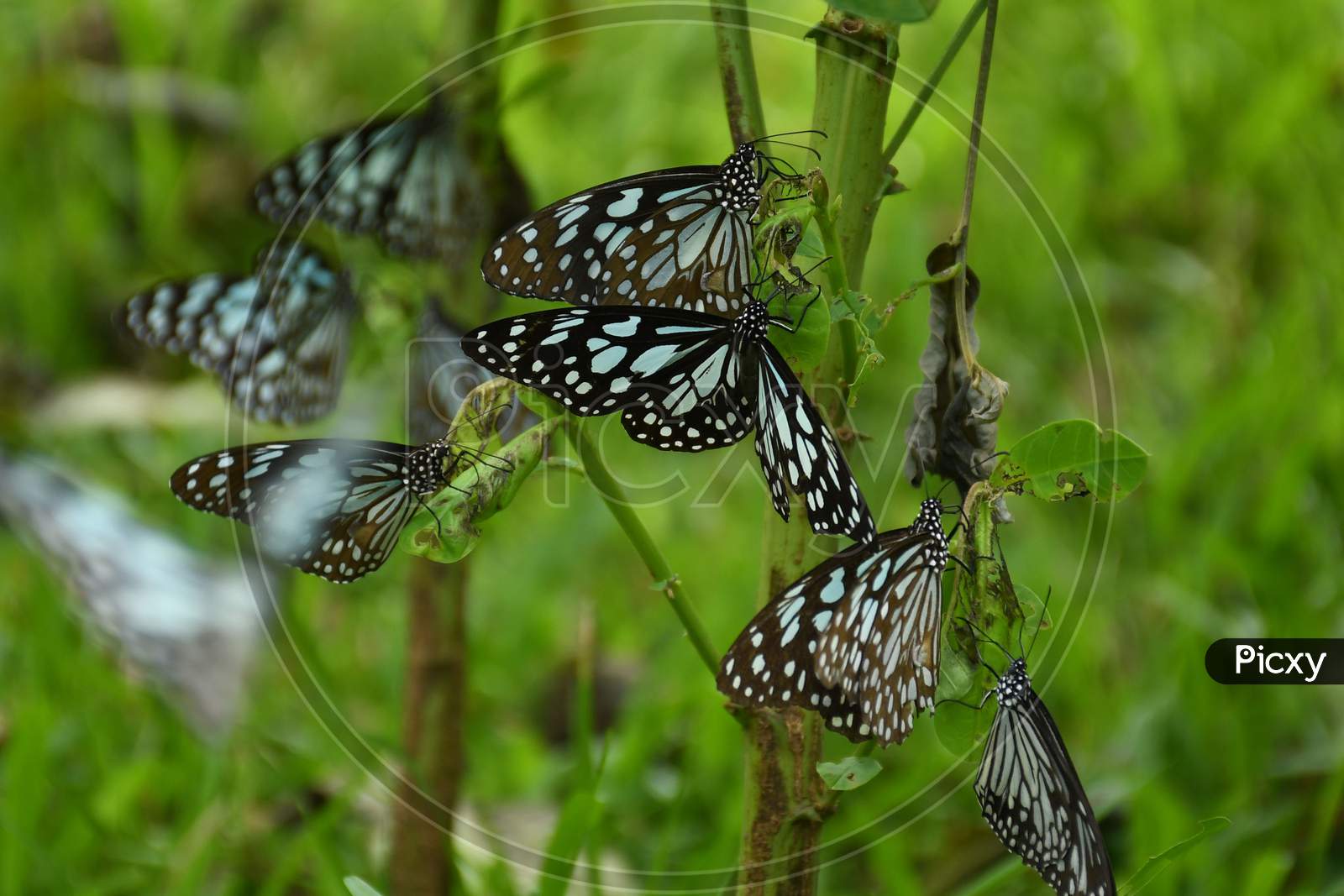 Blue Tiger (Tirumala limniace) are pictured at a park near Koliabor in Nagaon District of Assam on Oct 31,2020.