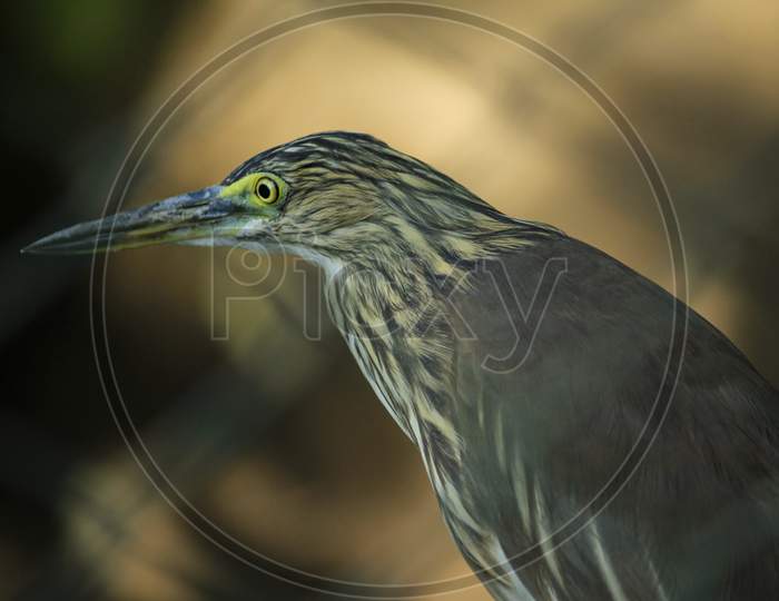 Indian Pond-Heron - Ardeola Grayii, Beautiful Brown And White Heron From India