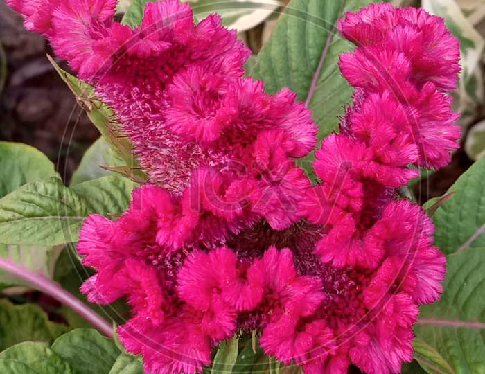 A Closeup Of Beautiful Cockscomb Flower Or Pink Velvet Flower.