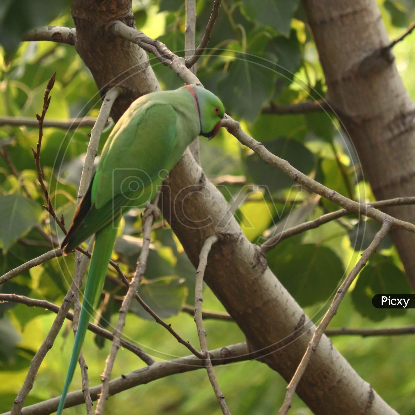 Beautiful Colored Parrot Sitting on The Tree