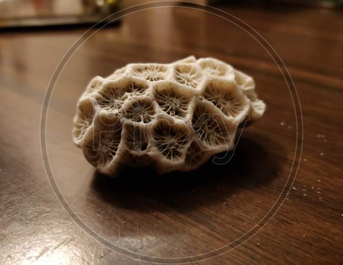 Coral skeleton placed on a wooden table top