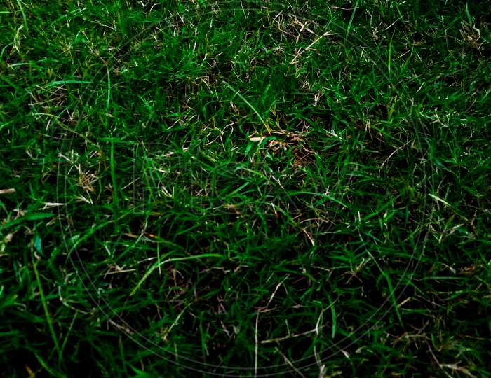Green Grass For Background Texture.