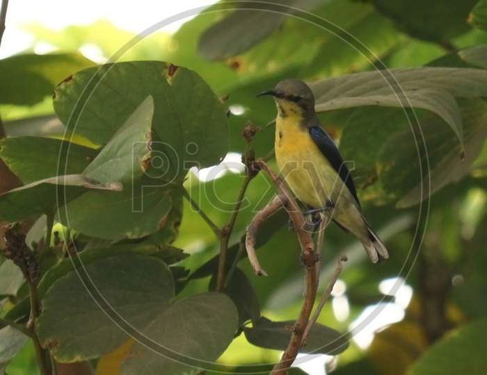 American Goldfinch on the tree