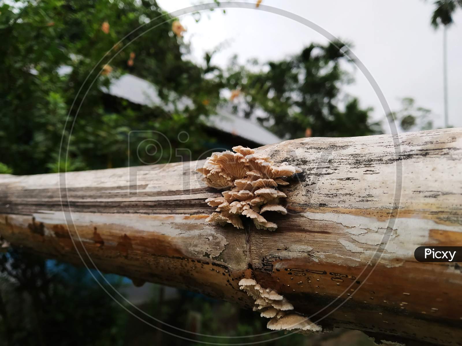 Picture Of White Fungus In A Dry Bamboo