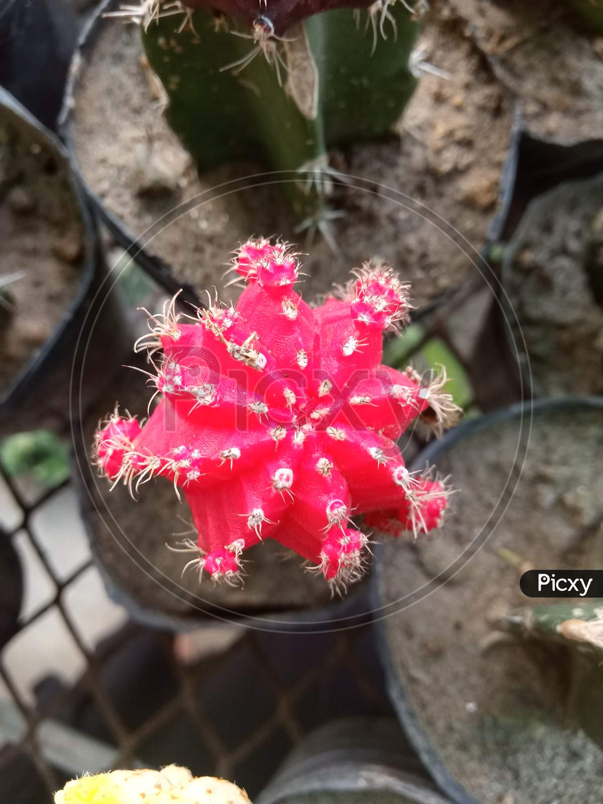 Red Cactus. Gymnocalycium Mihanovichii Cactus.
