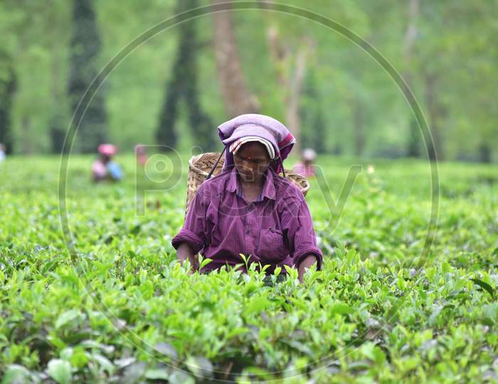 A Woman pick tea leaves at a tea estate at Kohora near Kaziranga in Golaghat District of Assam on OCT 31,2020