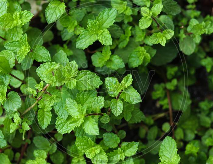 Green Mint Plant Growing At A Vegetable Garden.