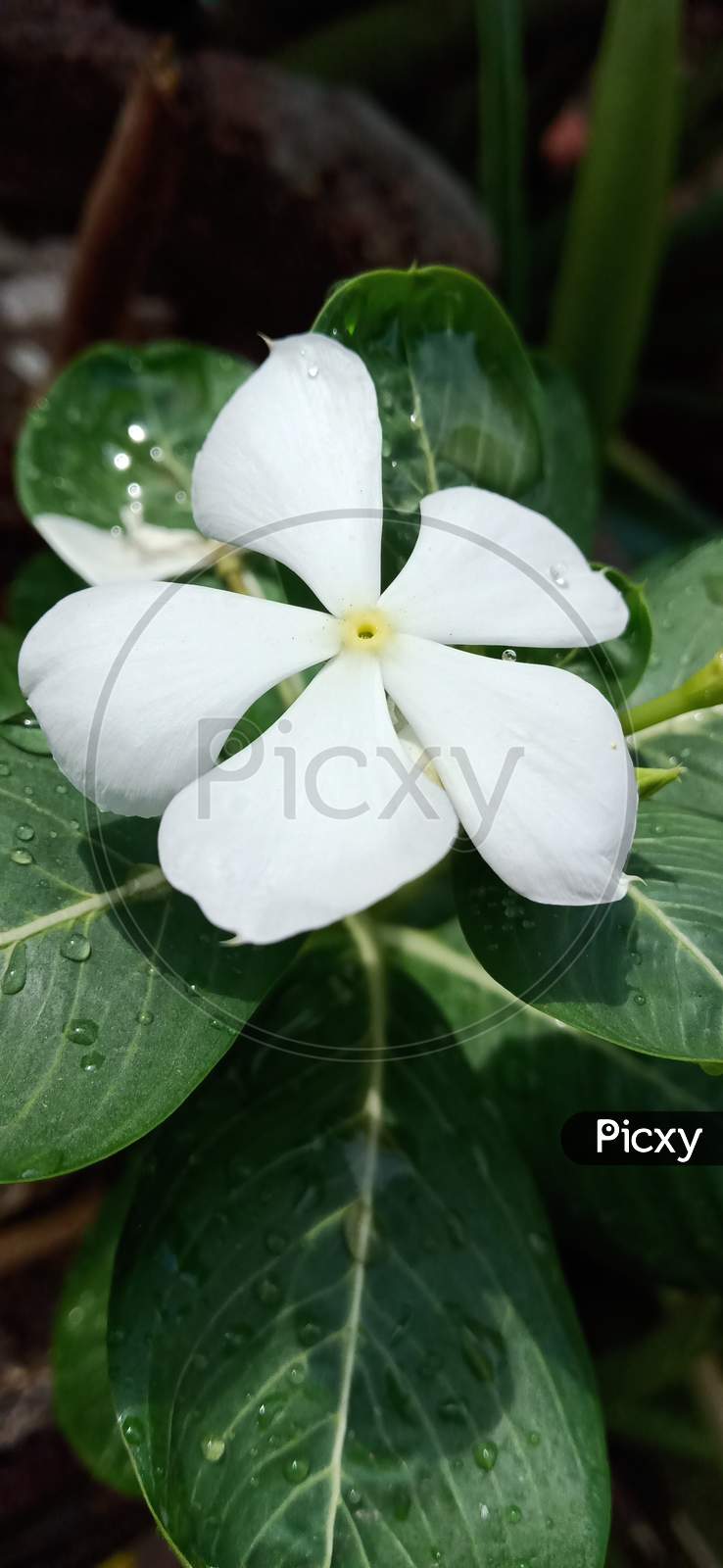 Beautiful Jasmine Flower