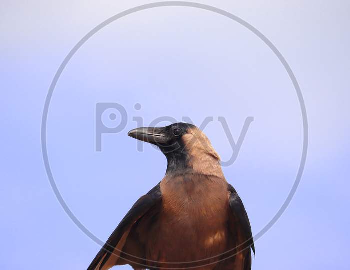 Frontal Photography In Which A Crow Enjoys Nature In The Open