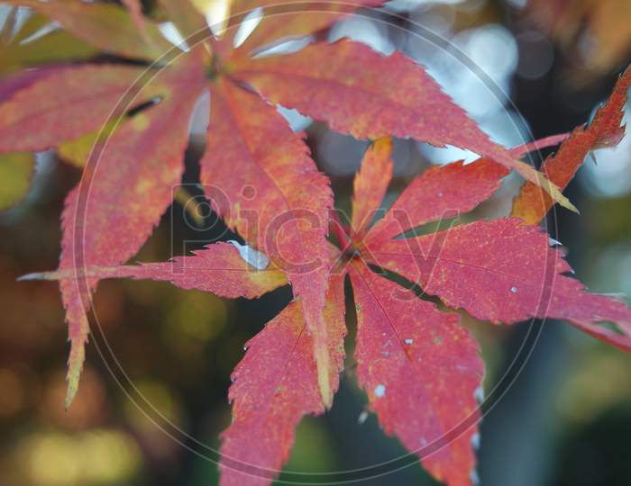 Closeup View Of Colorful Vibrant Leaves In Fall Season During Autumn