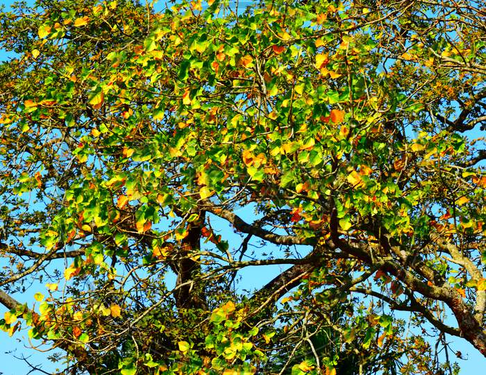 beatiful yellow and green leaves on a tree