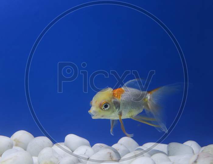 Red Cape Goldfish In A Big Empty Tank