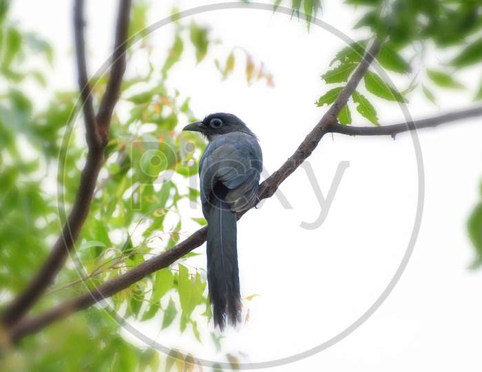Black faced malkoha on the branch of a tree wildlife photography