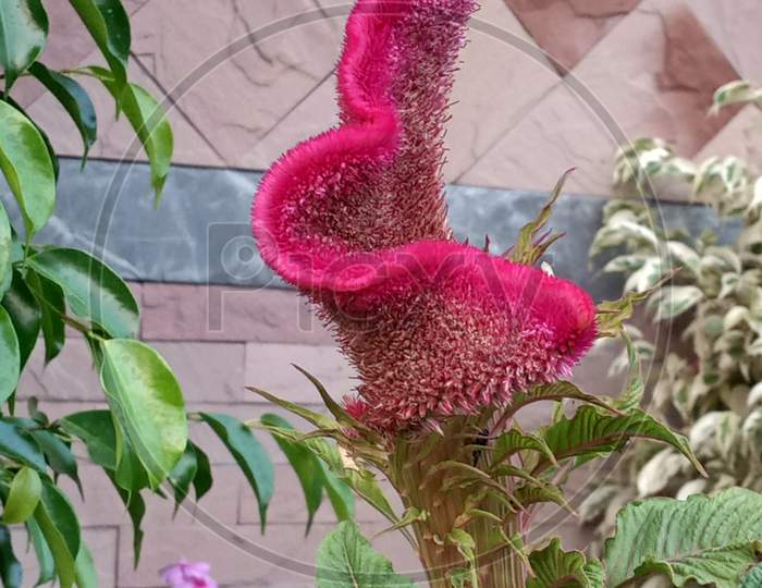 Beautiful Cockscomb Flower. Pink Velvet Flower