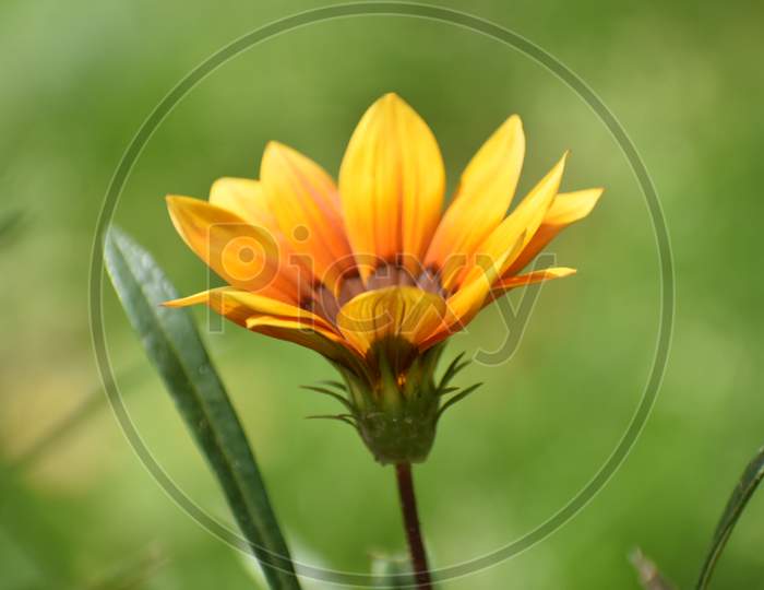 Flower shot