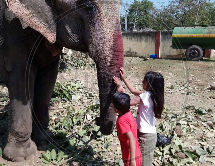 Children's enjoy with elephant
