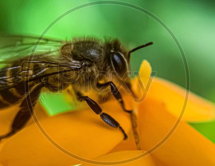 Honeybee on flower microphoto