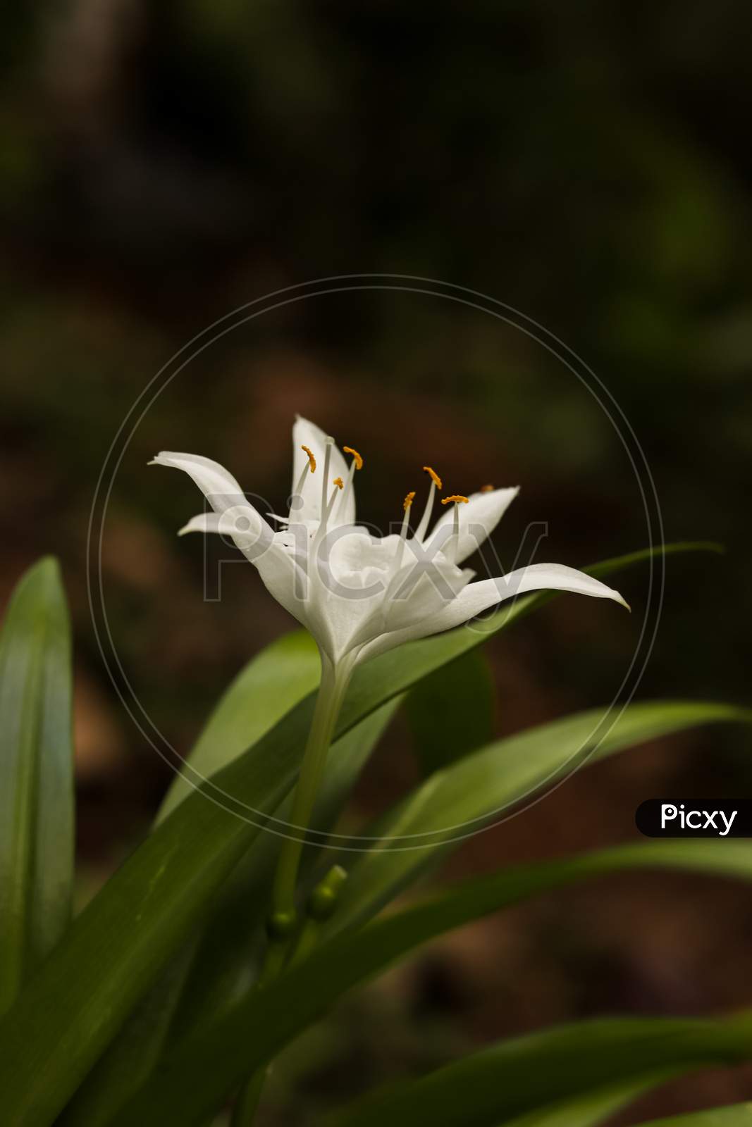 Beautiful Lily Flower On Green Leaves Background. Lilium Longiflorum Flowers In The Garden.