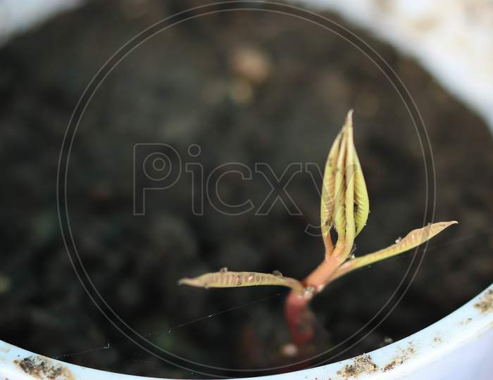 Young Sprouted Mango Seedling In Soil