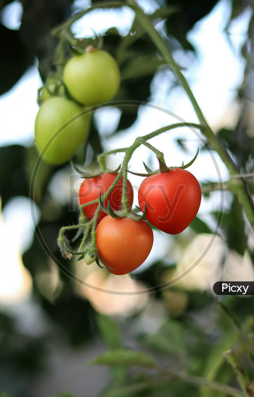 Fresh Ripe Red Tomatoes And Some Tomatoes That Are Not Ripe Yet Hanging On The Vine Of A Tomato Plant In The Garden