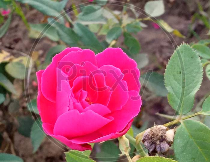 One Pink Rose