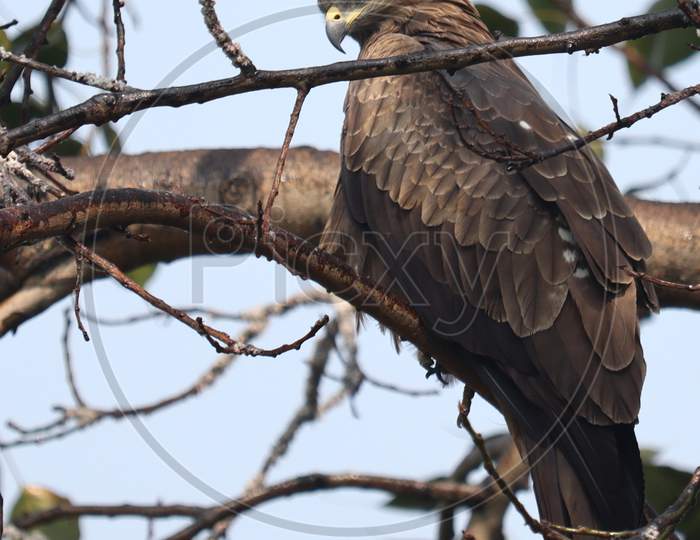 Brown Colored Black Kite On The Tree