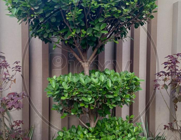 A Front View Of An Out Door Decoration Of Green Plant.