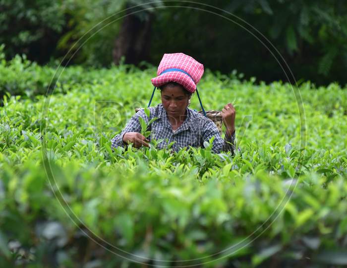A Woman pick tea leaves at a tea estate at Kohora near Kaziranga in Golaghat District of Assam on OCT 31,2020