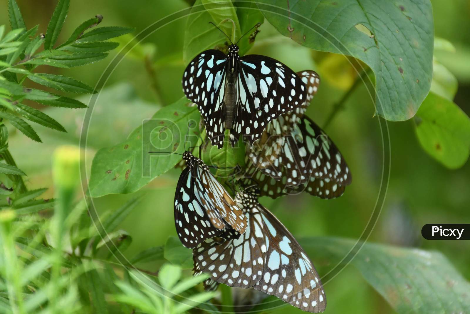 Blue Tiger (Tirumala limniace) are pictured at a park near Koliabor in Nagaon District of Assam on Oct 31,2020.