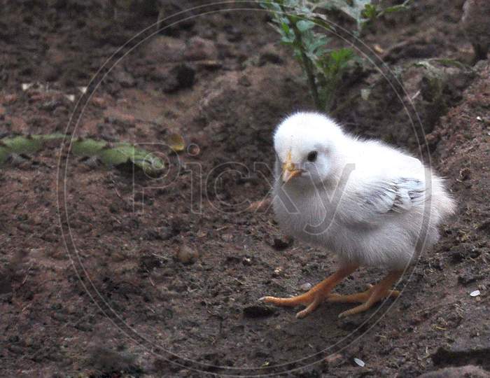 A cute fluffy white chick in search of food